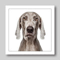 Weimaraner - Dog Greeting Card