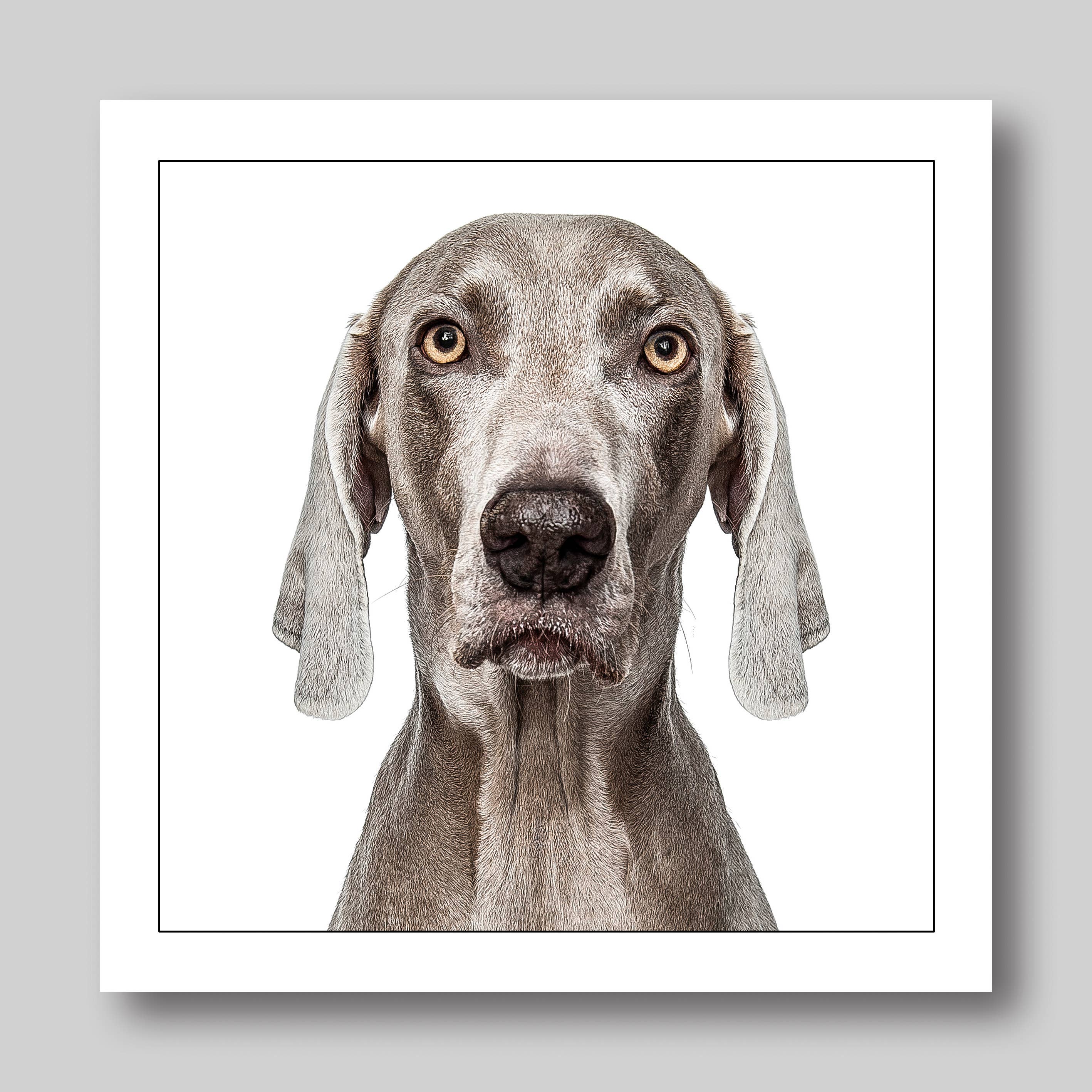 Weimaraner - Dog Greeting Card