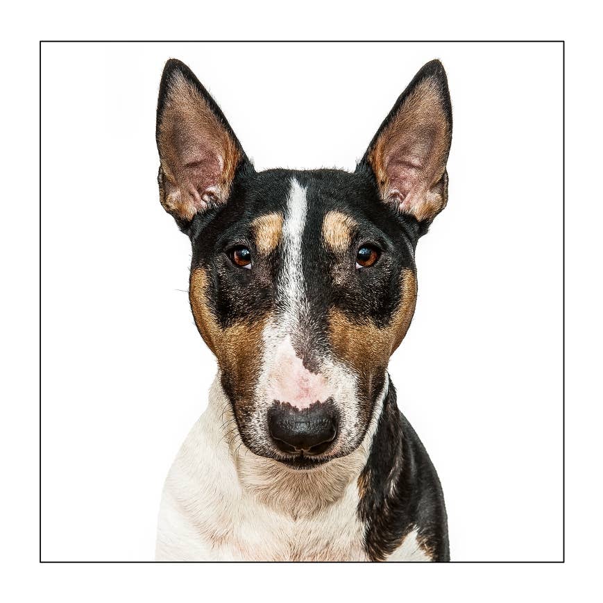 English bull terrie/brindle dog  - Dog Greeting Card