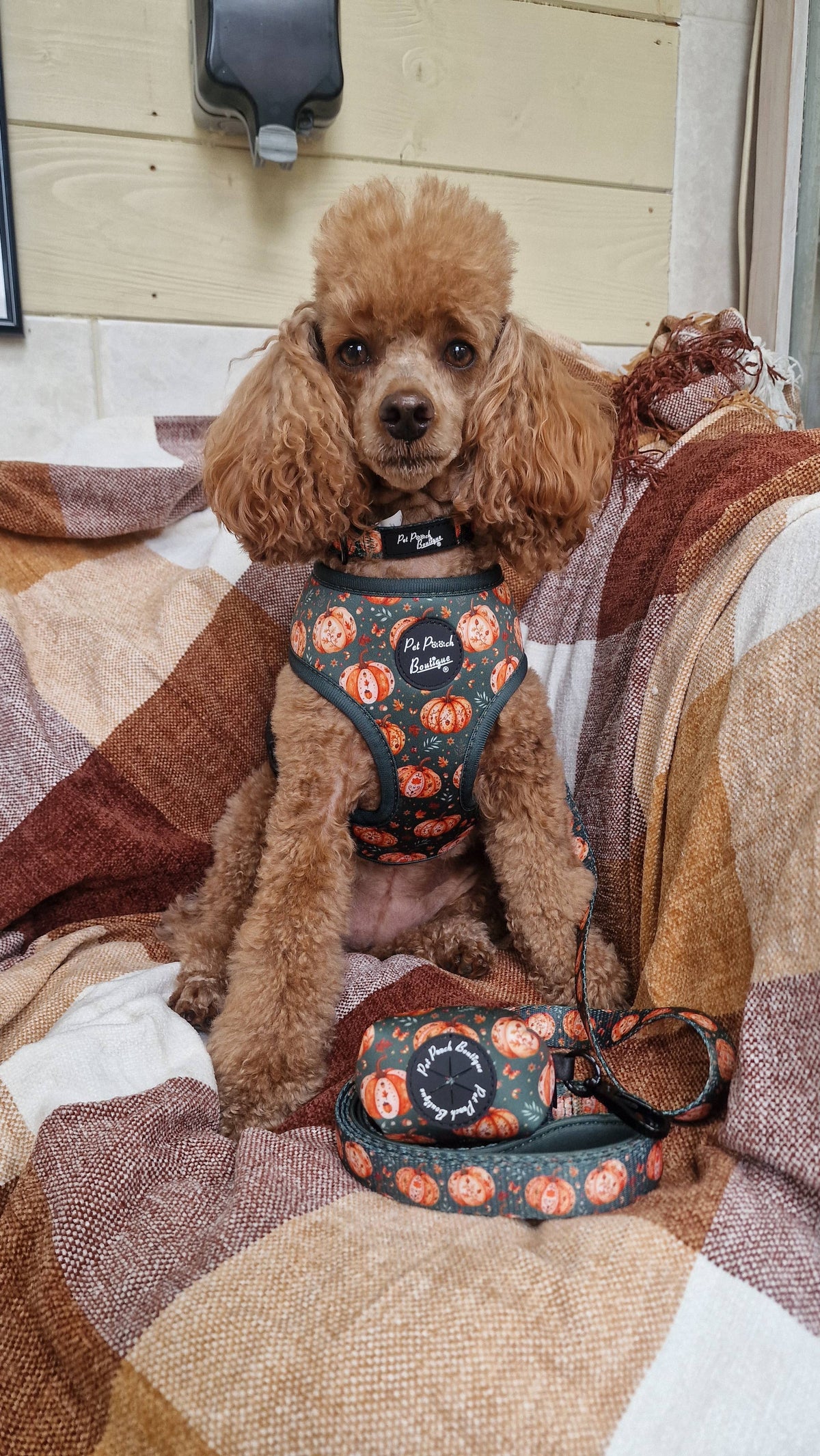 Harvest Pumpkin Patch Dog Collar - Size XS-L (autumn)