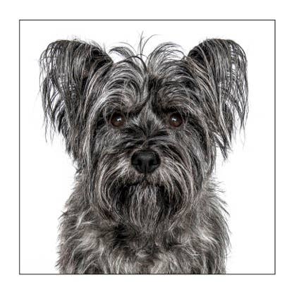 Cairn terrier - Dog Greeting Card