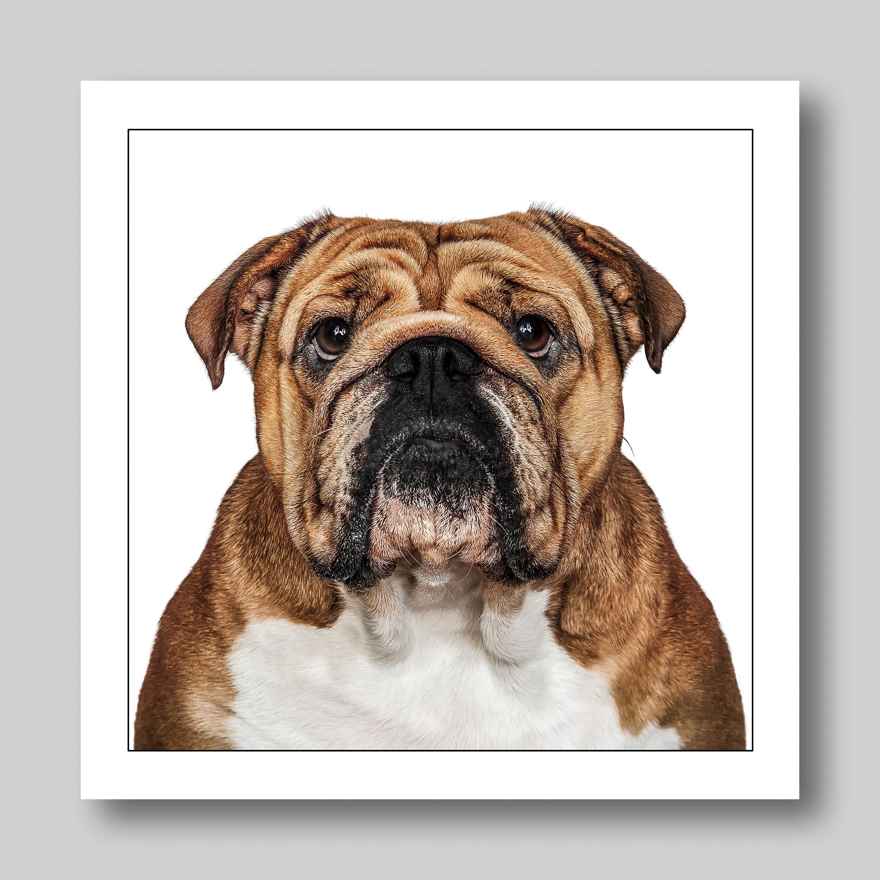 Authentic English Bulldog - Dog Greeting Card