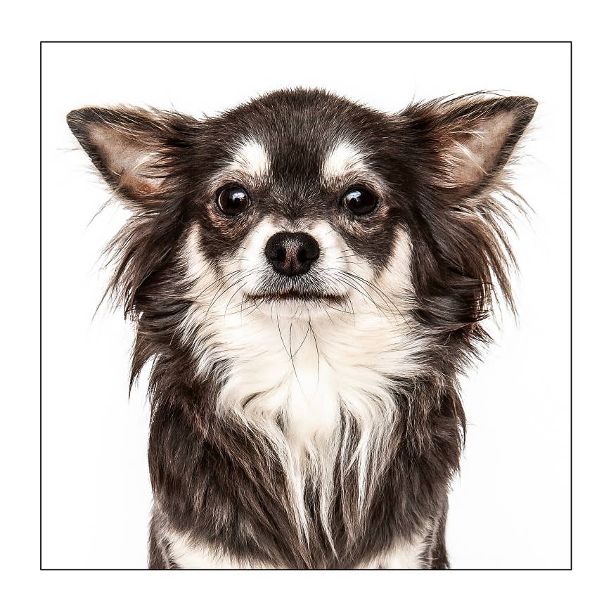 Long haired chihuahua - Dog Greeting Card