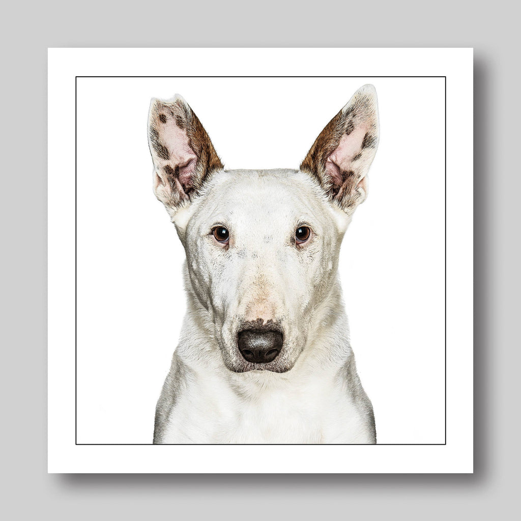 English bull terrier - Dog Greeting Card