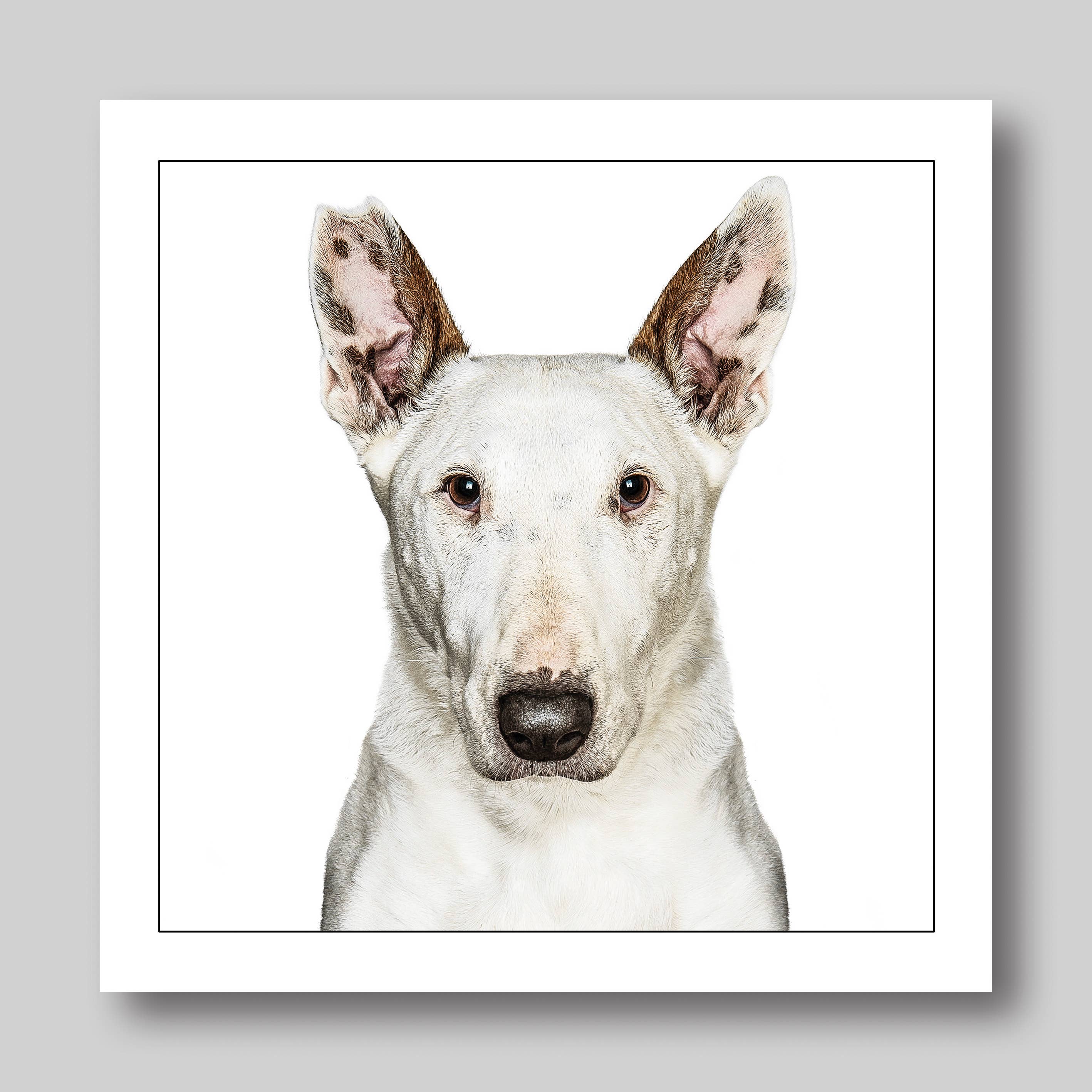 English bull terrier - Dog Greeting Card