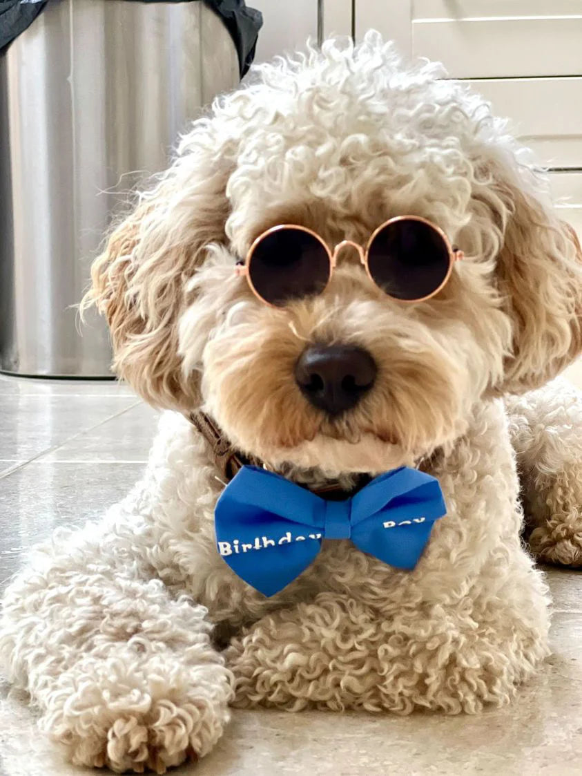 Birthday Boy Bow Tie