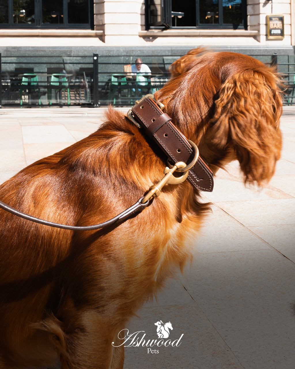 Leather Dog Collar- Signature Range