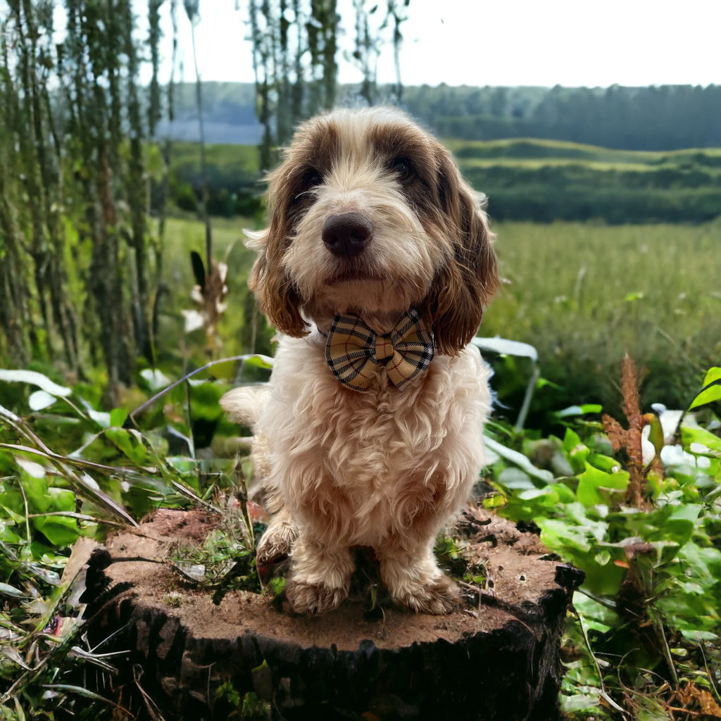 Bow Tie - Burnberry Tartan