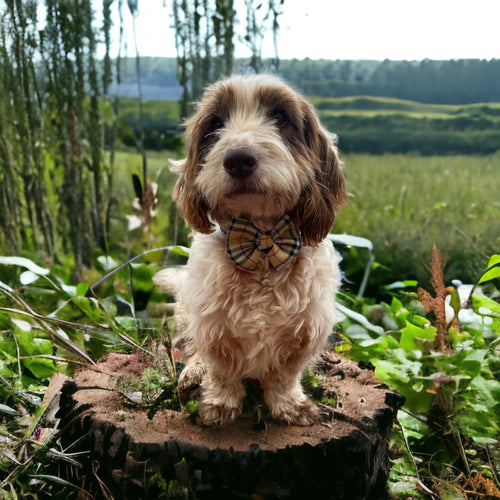 Bow Tie - Burnberry Tartan