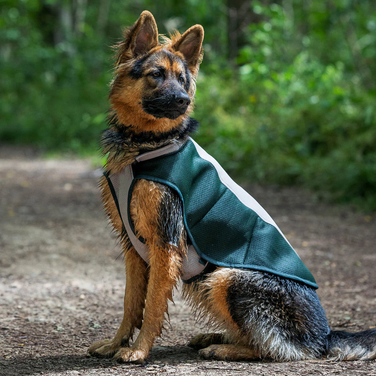 Dog Cooling Coat
