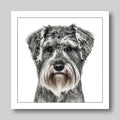 Schnauzer - Dog Greeting Card
