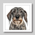 Daschund Wire Haired - Dog Greeting Card
