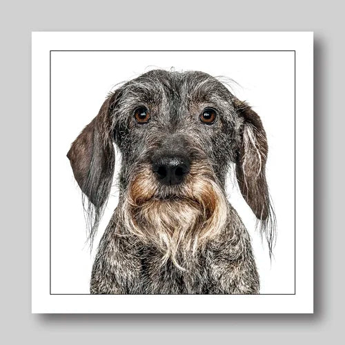 Daschund Wire Haired - Dog Greeting Card