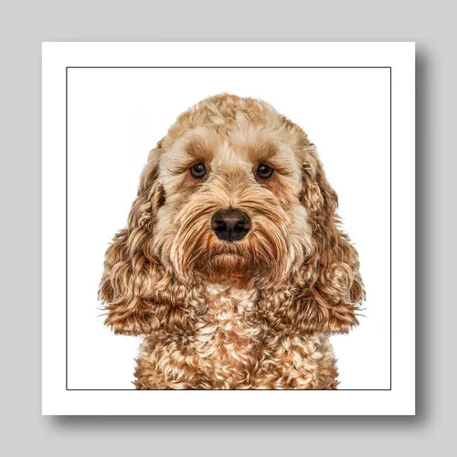 Cockerpoo - Dog Greeting Card