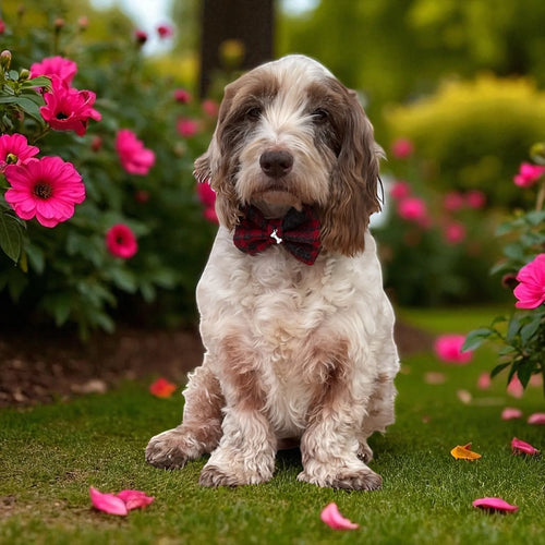 Bow Tie  - Marley Tartan