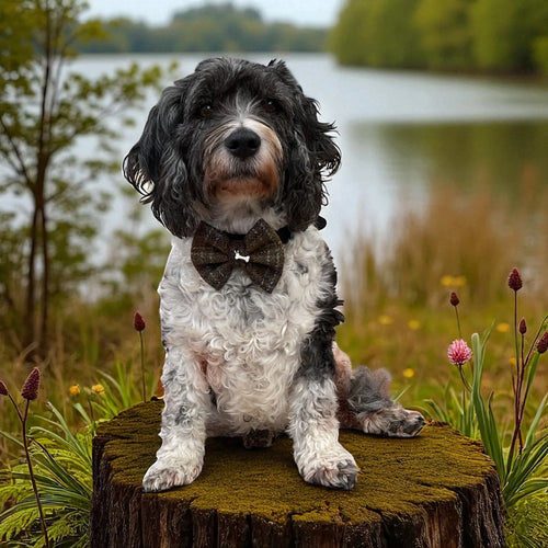 Bow Tie- Pepper Tartan