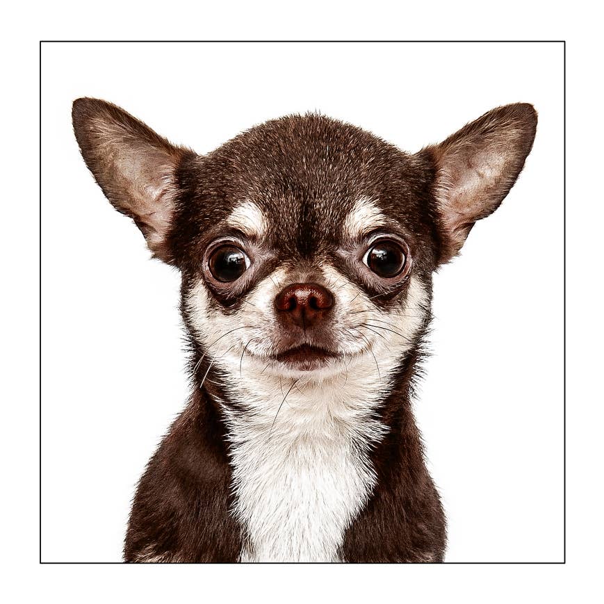 Short haired chihuahua -  Dog Greeting Card
