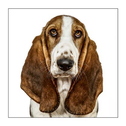 Basset hound - Dog Greeting Card