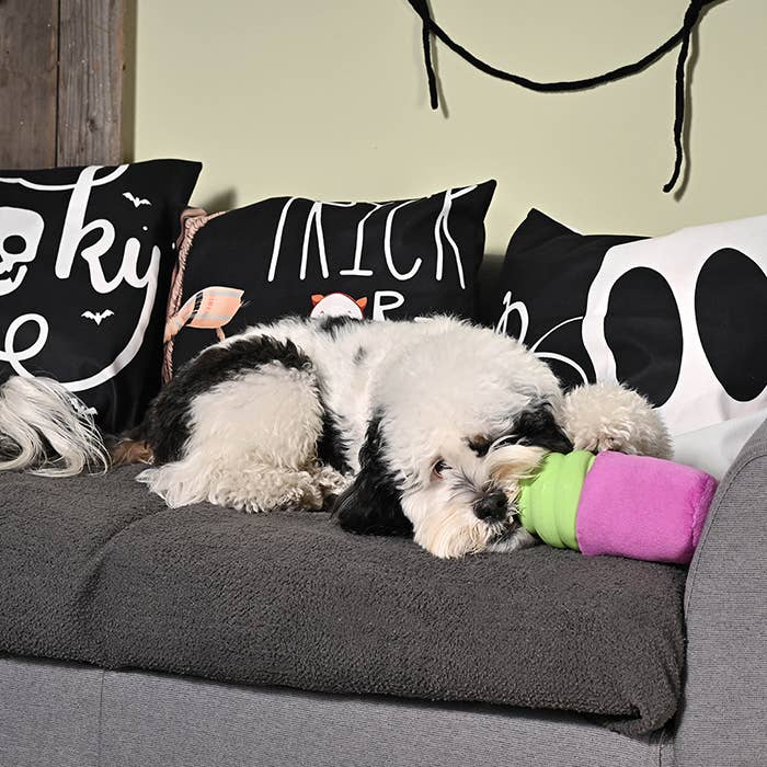 HugSmart Pet - Howloween Night | Witch Brew Frappe