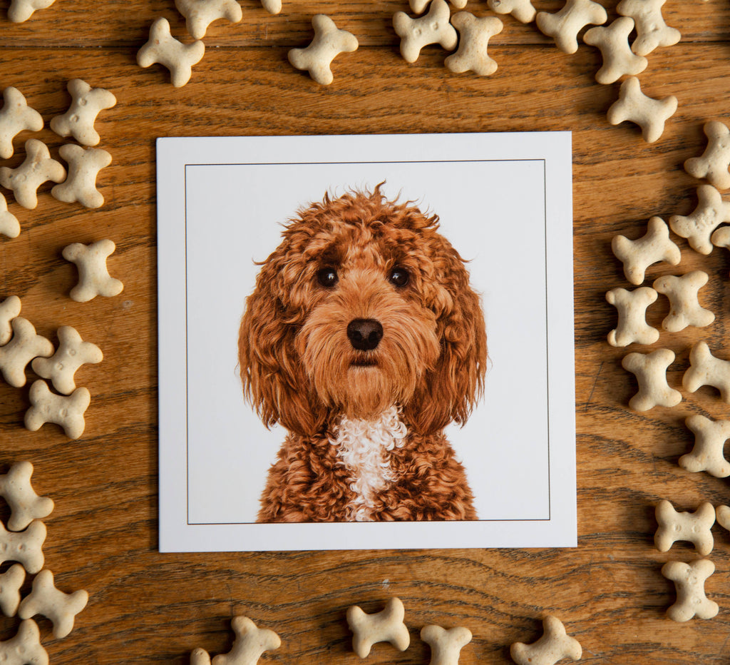 Cockerpoo - Dog Greeting Card