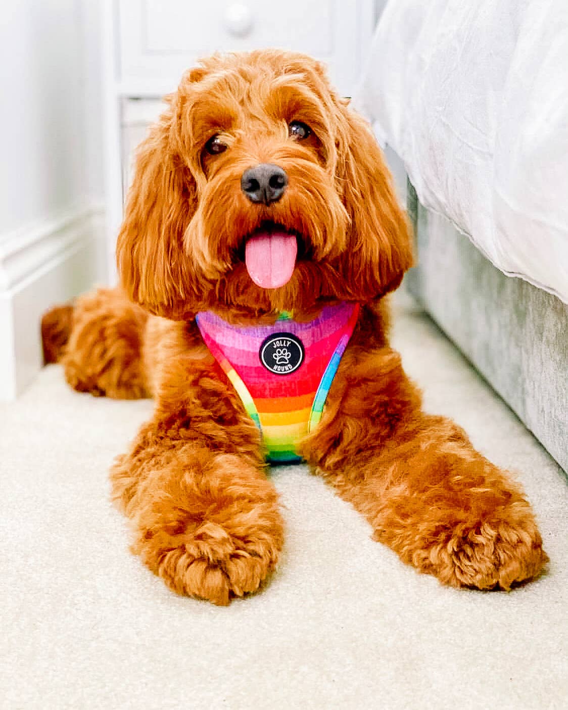 Happy Days Dog Harness