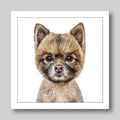 Pomeranian - Dog Greeting Card