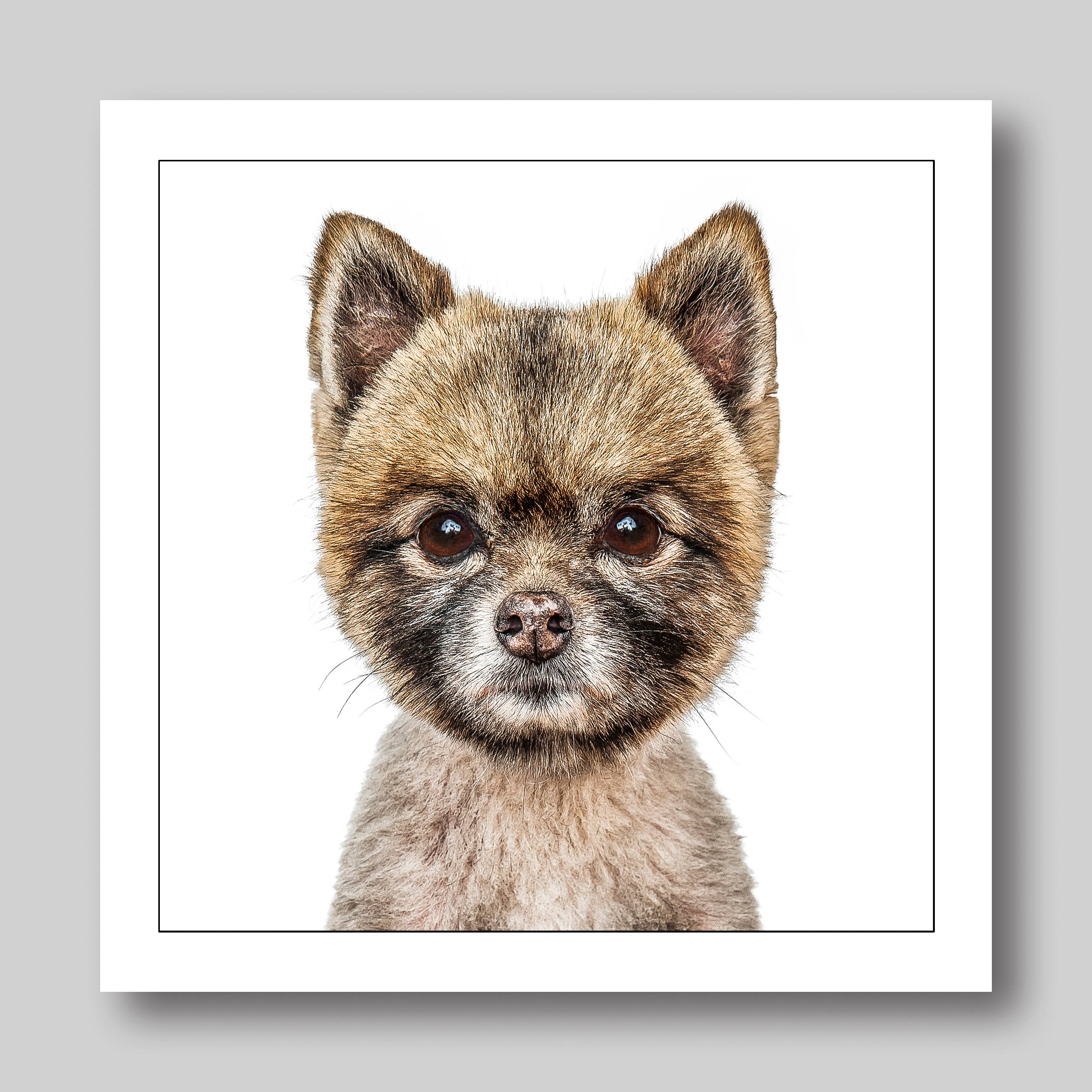 Pomeranian - Dog Greeting Card