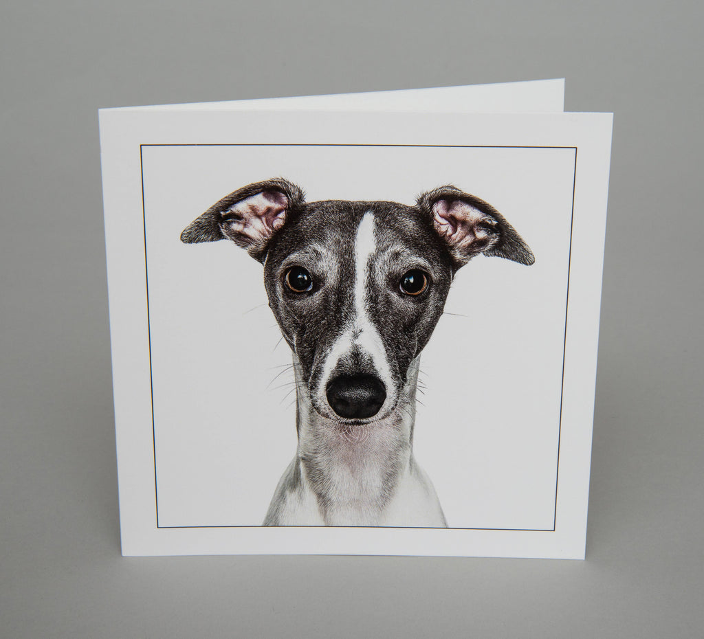 Whippet - Dog Greeting Card