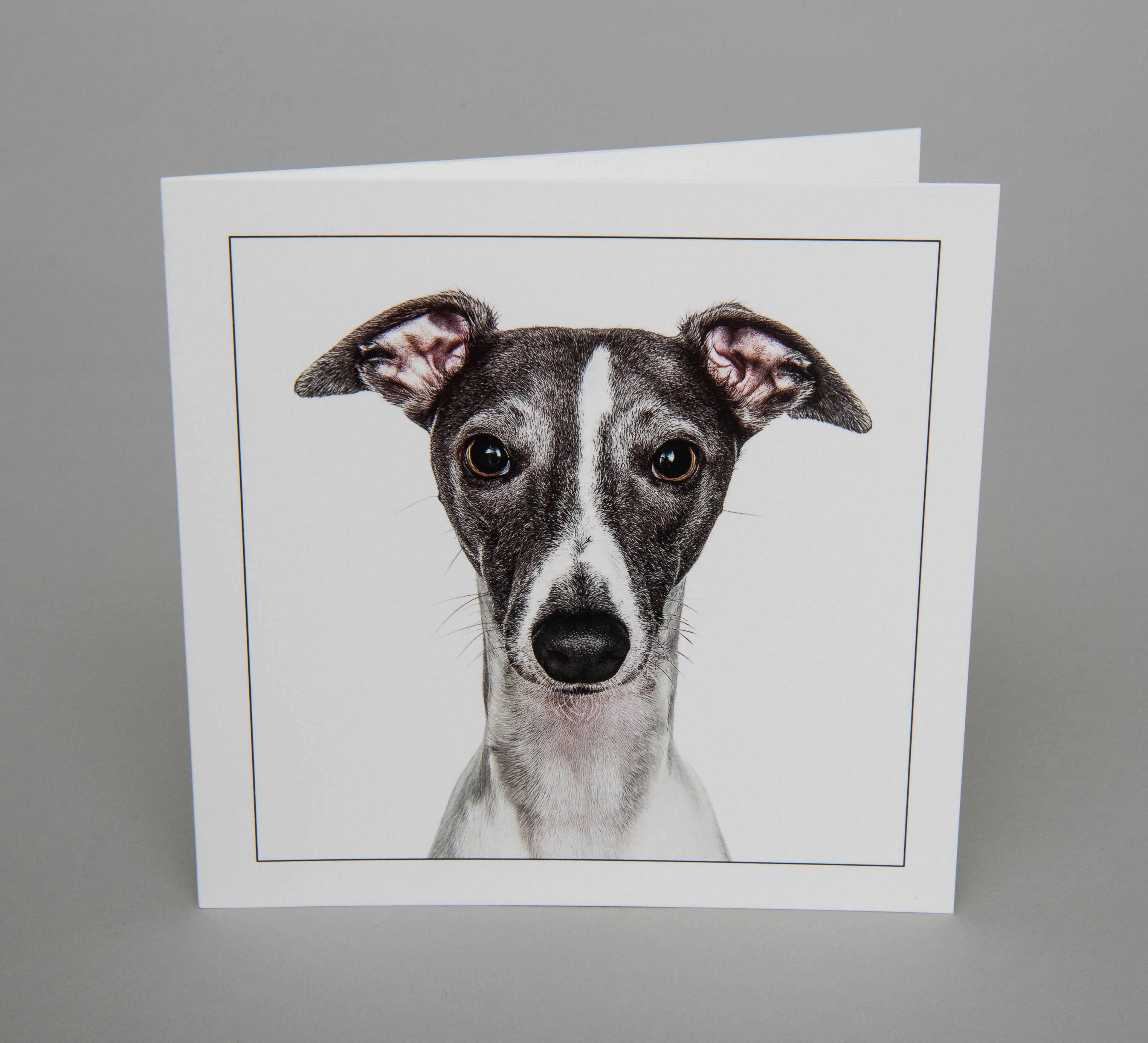 Whippet - Dog Greeting Card