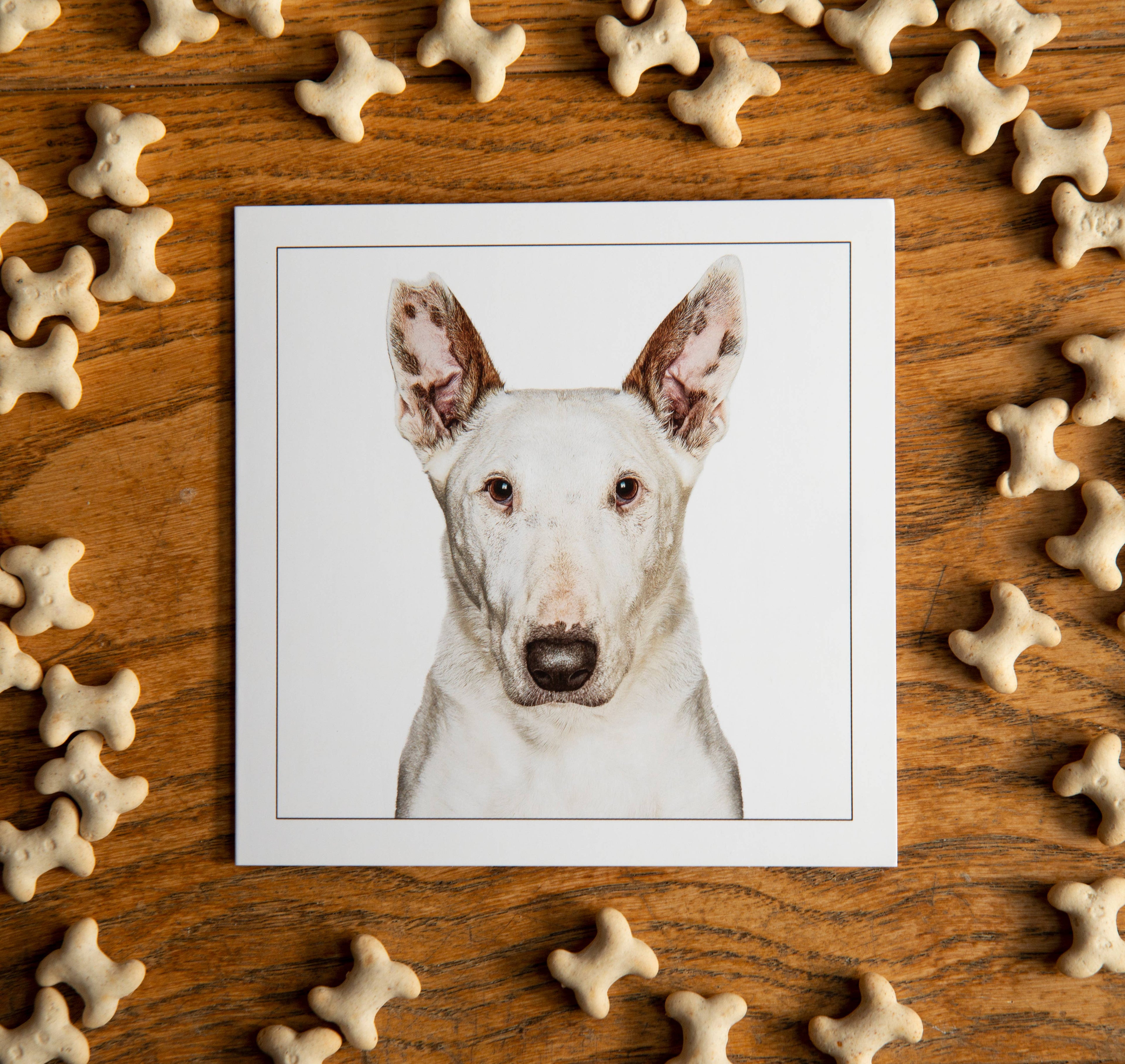 English bull terrier - Dog Greeting Card
