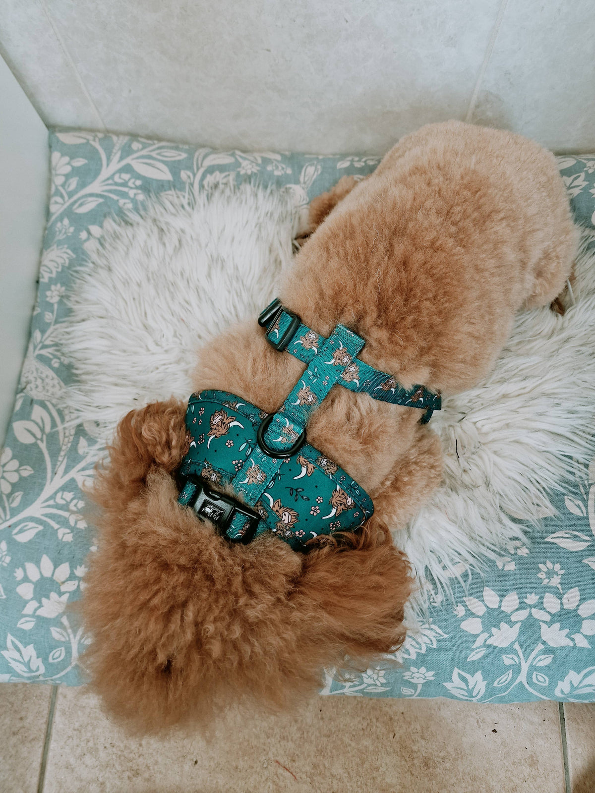 Happy Highland Cow Dog Collar - Size S-L (autumn/animals)