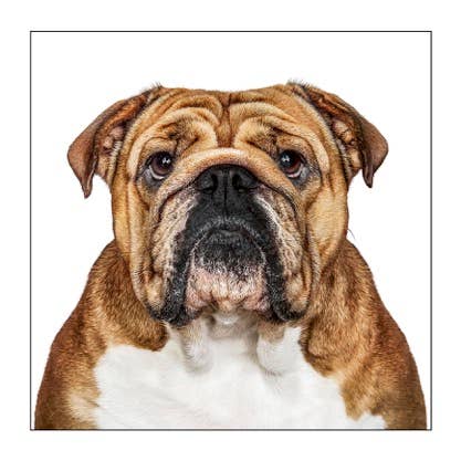 Authentic English Bulldog - Dog Greeting Card