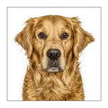 Golden retriever - Greeting card