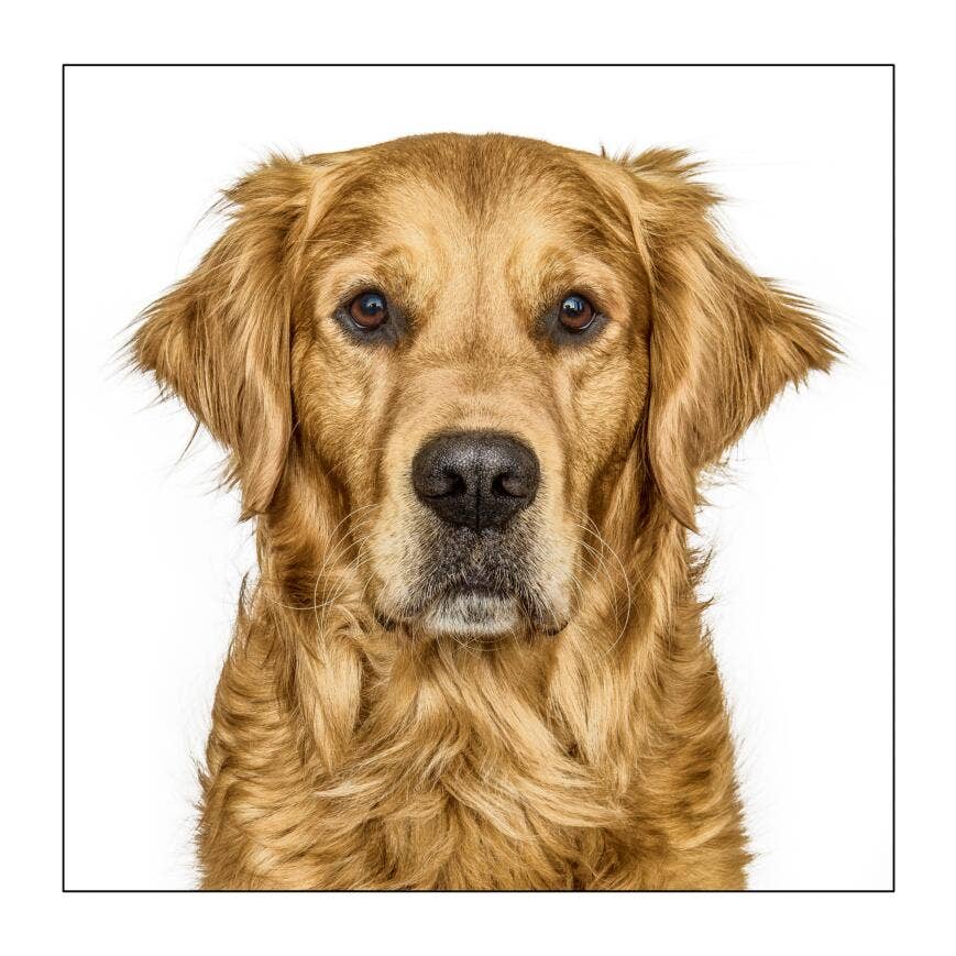 Golden retriever - Greeting card