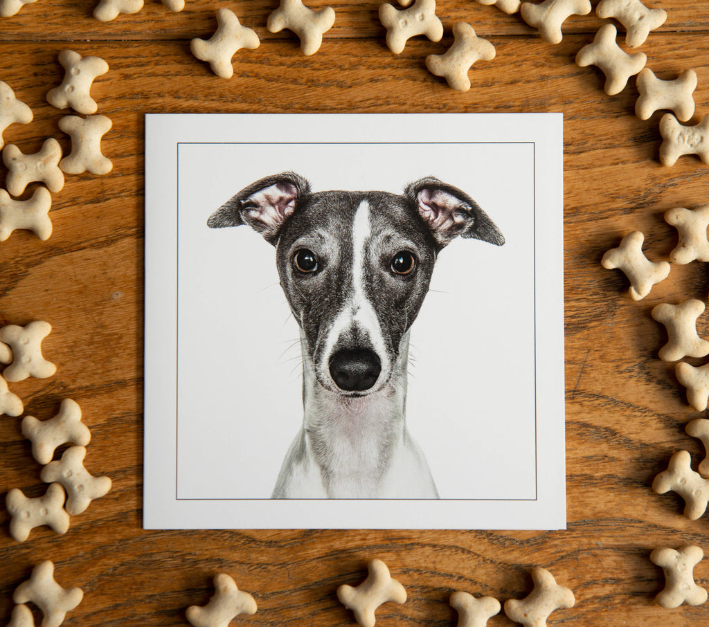 Whippet - Dog Greeting Card