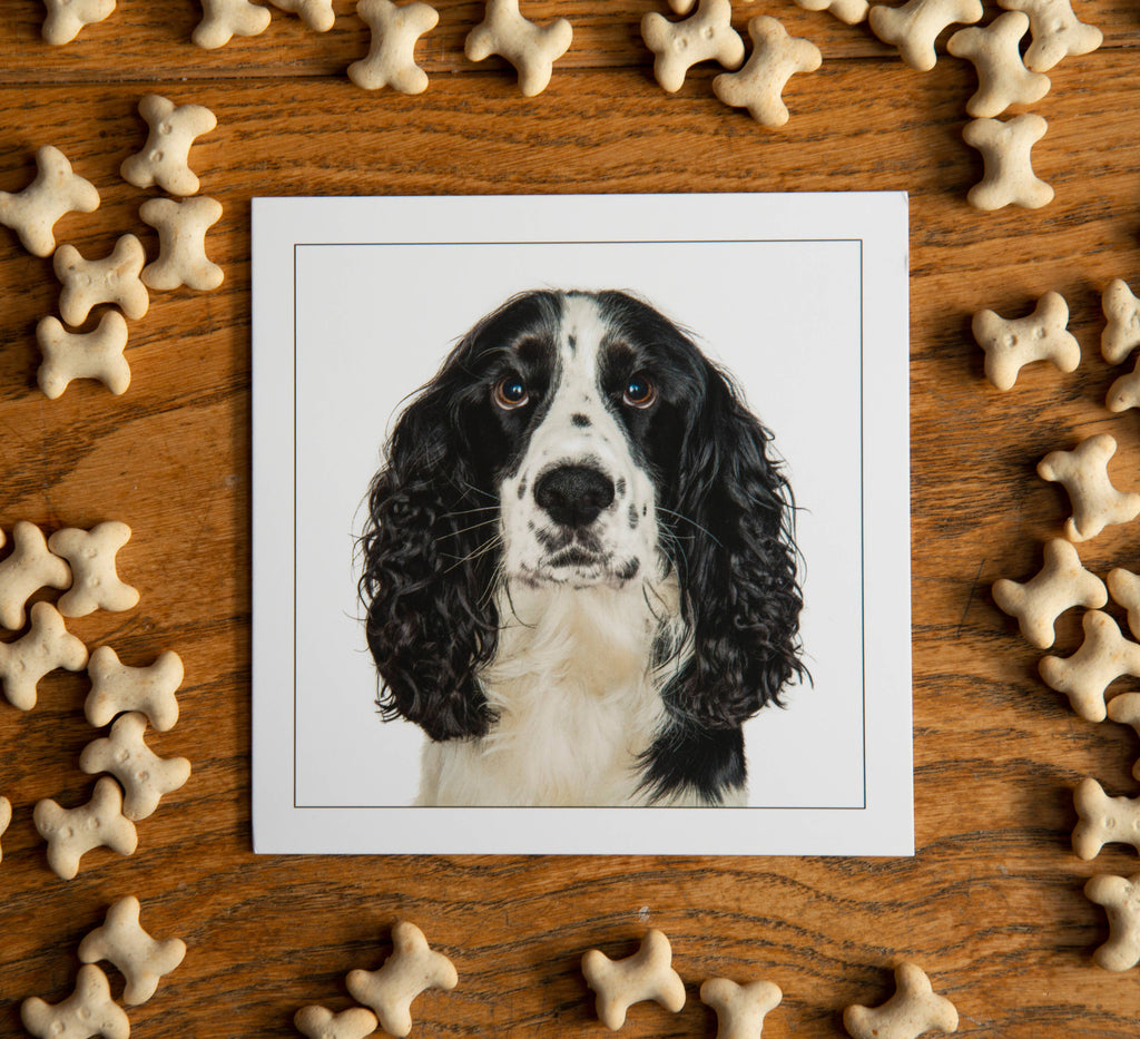 Black cocker spaniel  - Dog Greeting Card