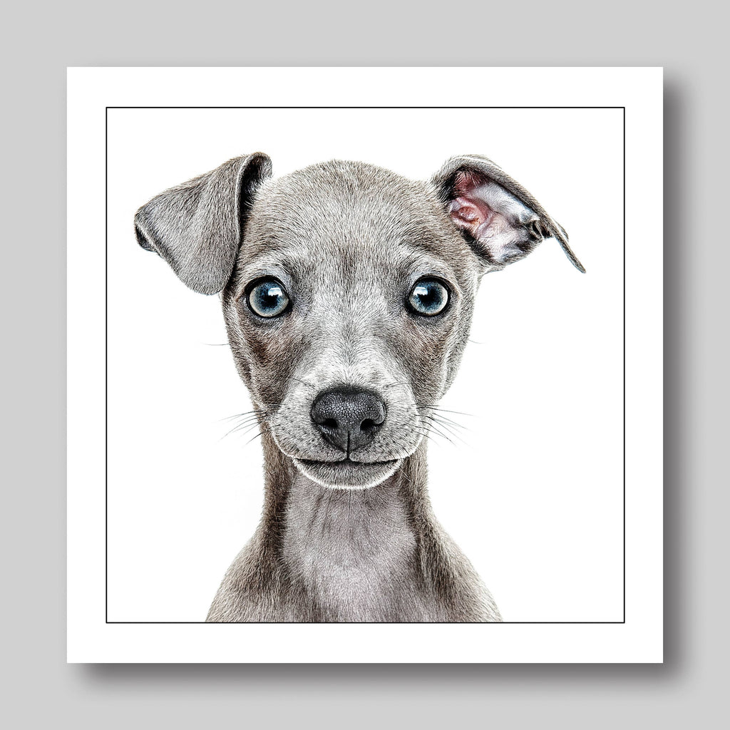 Italian Greyhound - Dog Greeting Card