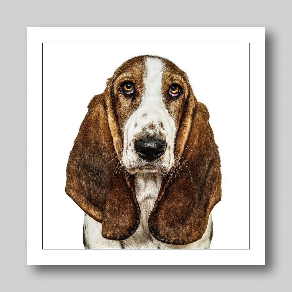 Basset hound - Dog Greeting Card