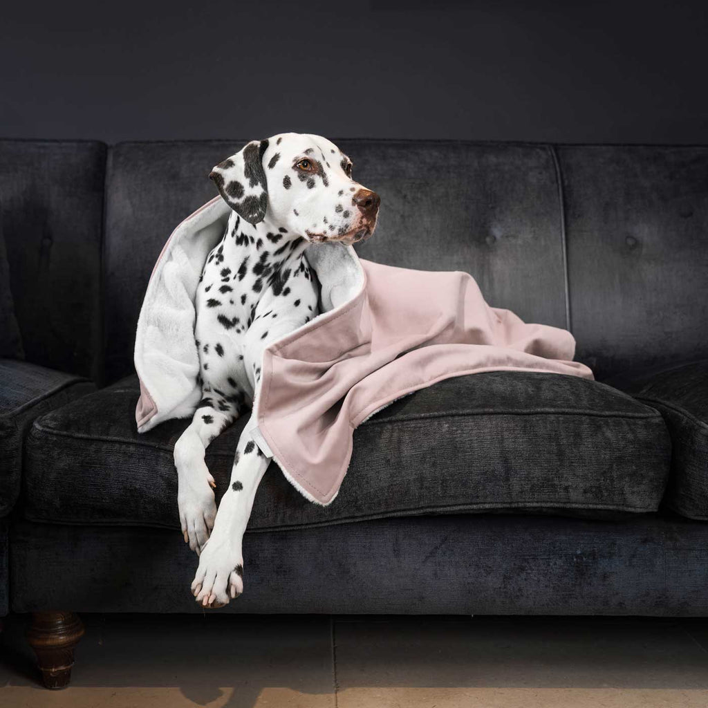 Dog & Puppy Blanket in Blossom Velvet