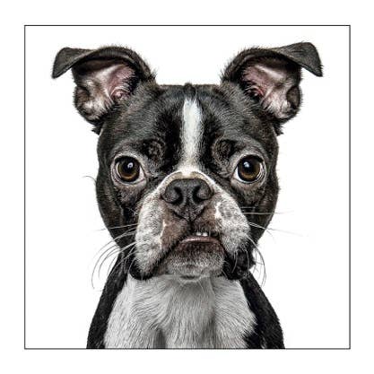 Boston terrier - Dog Greeting Card