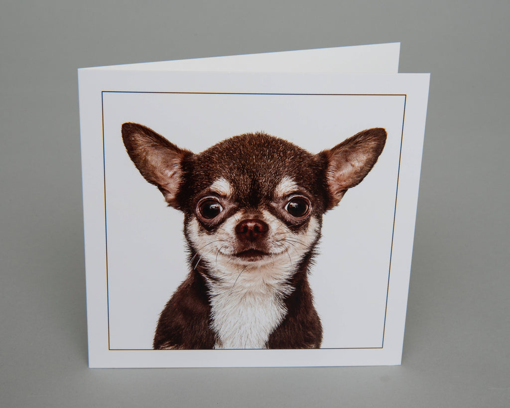 Short haired chihuahua -  Dog Greeting Card