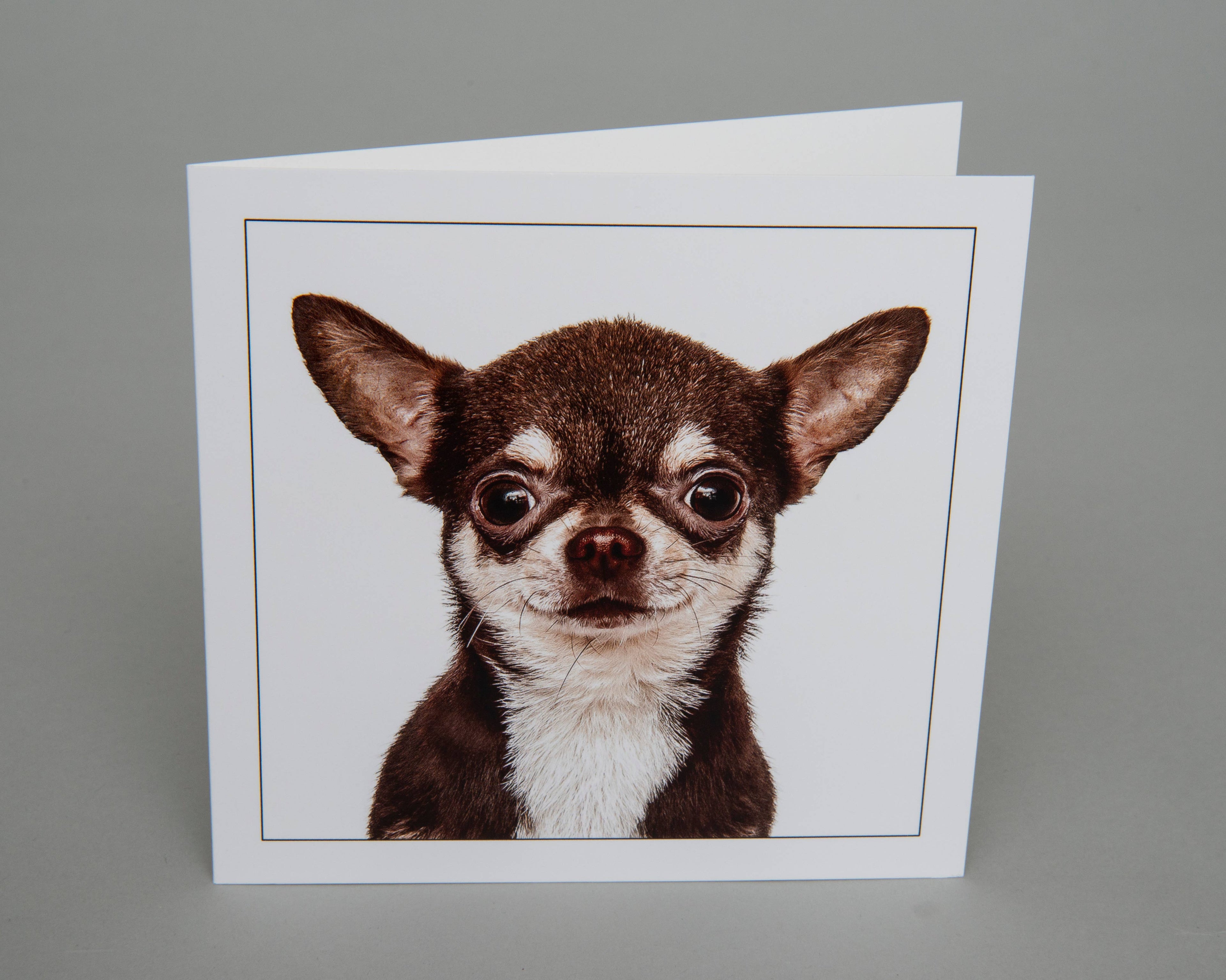 Short haired chihuahua -  Dog Greeting Card