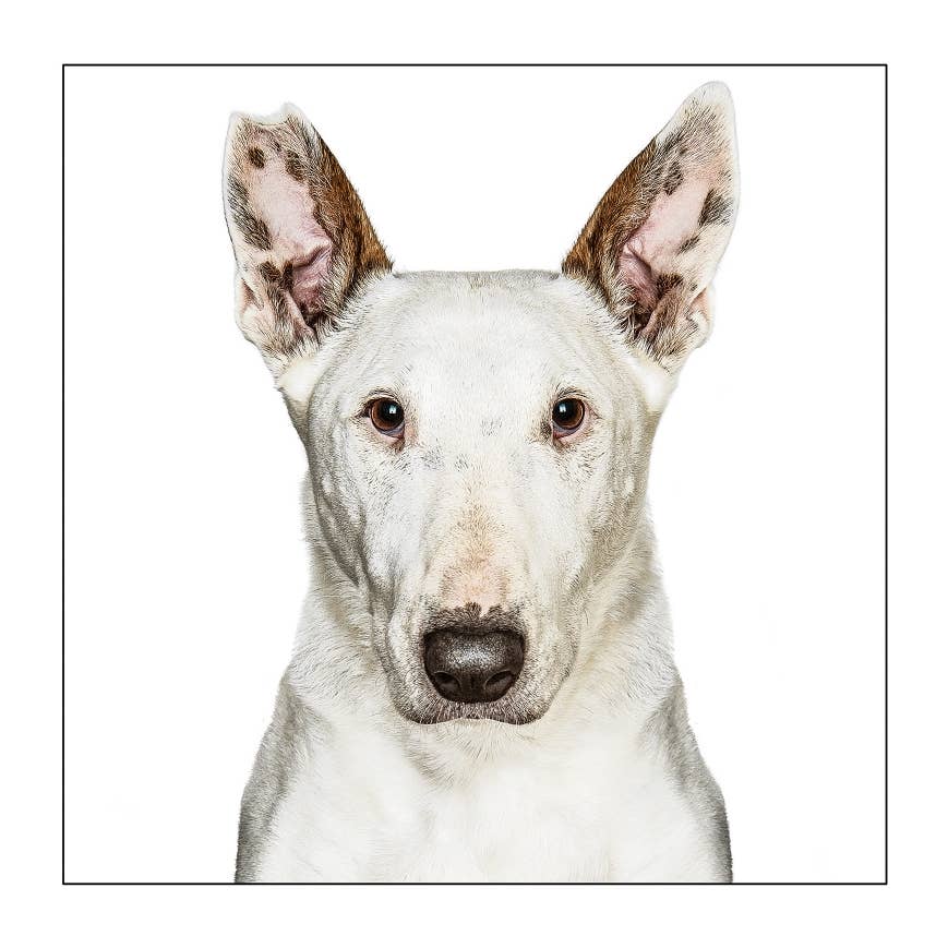 English bull terrier - Dog Greeting Card