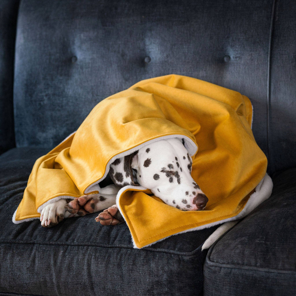 Dog & Puppy Blanket in Saffron Velvet