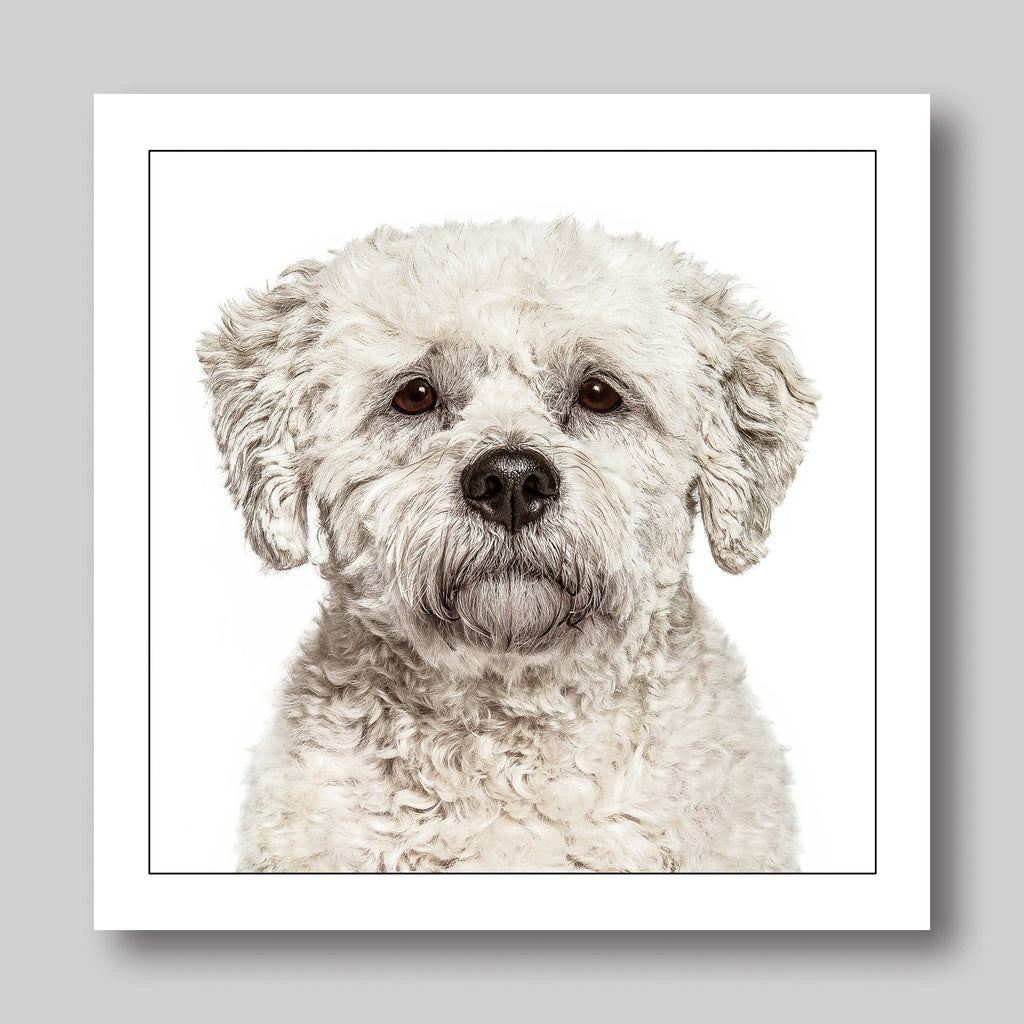 Bichon friese - Dog Greeting Card