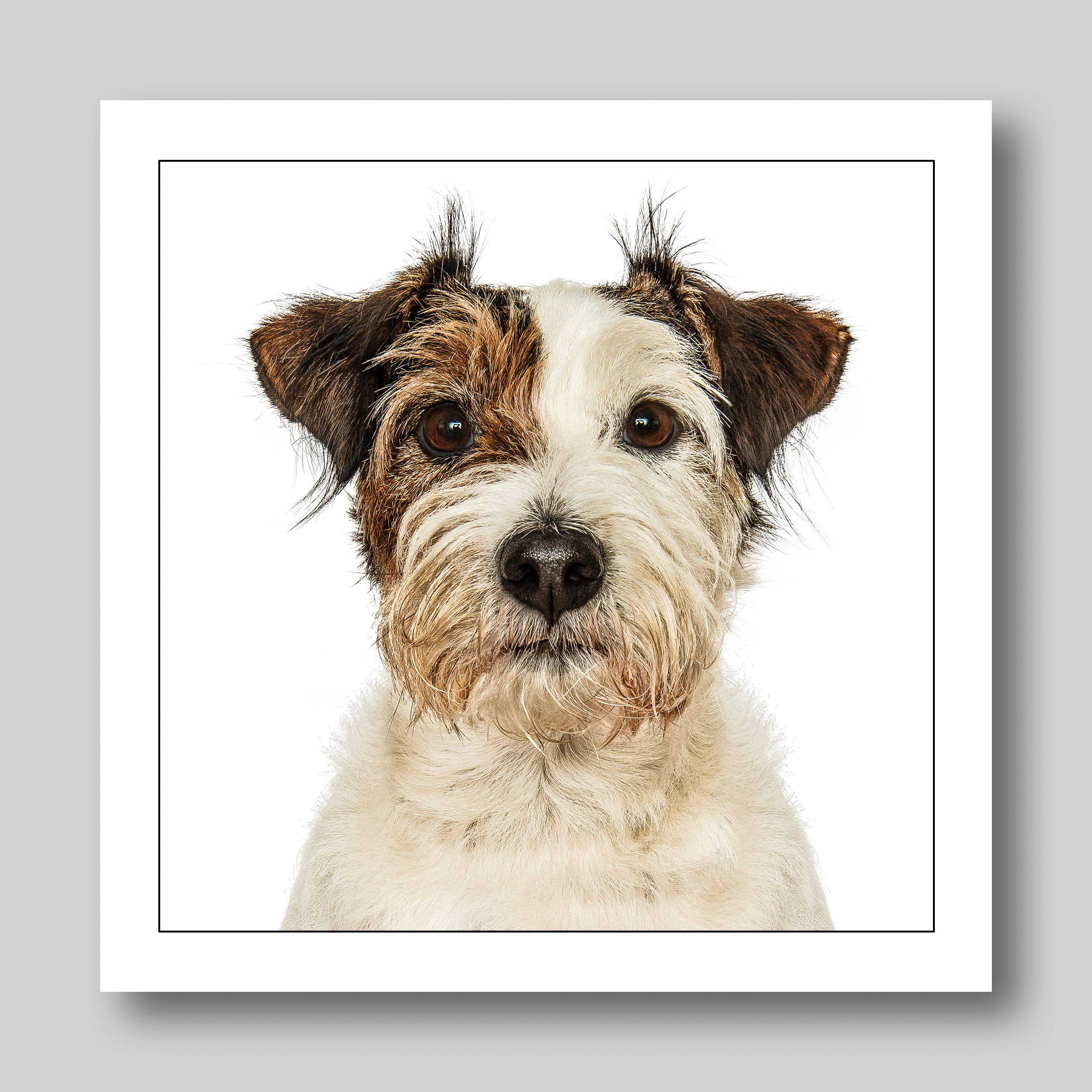 Patterdale Terrier - Dog Greeting Card
