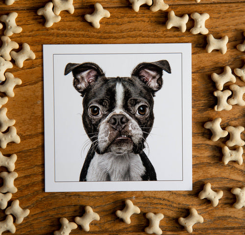 Boston terrier - Dog Greeting Card