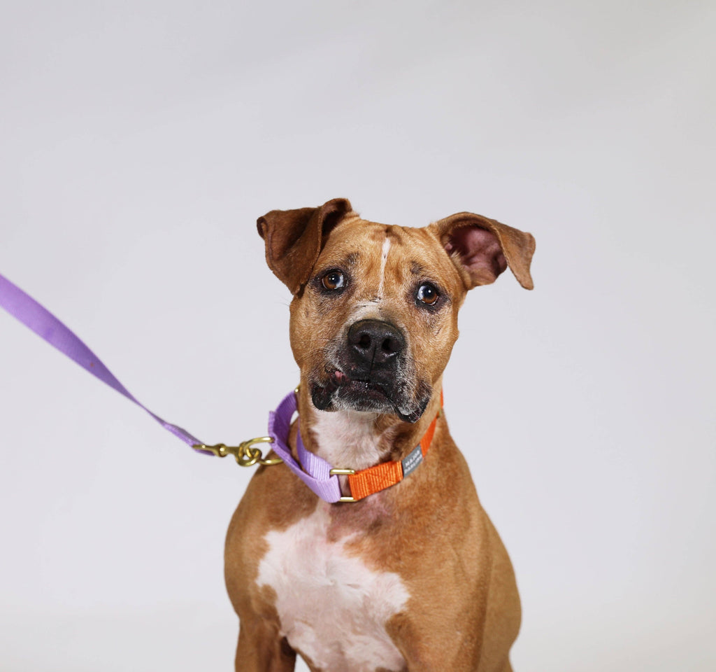 Martingale Collar / Orange + Lilac