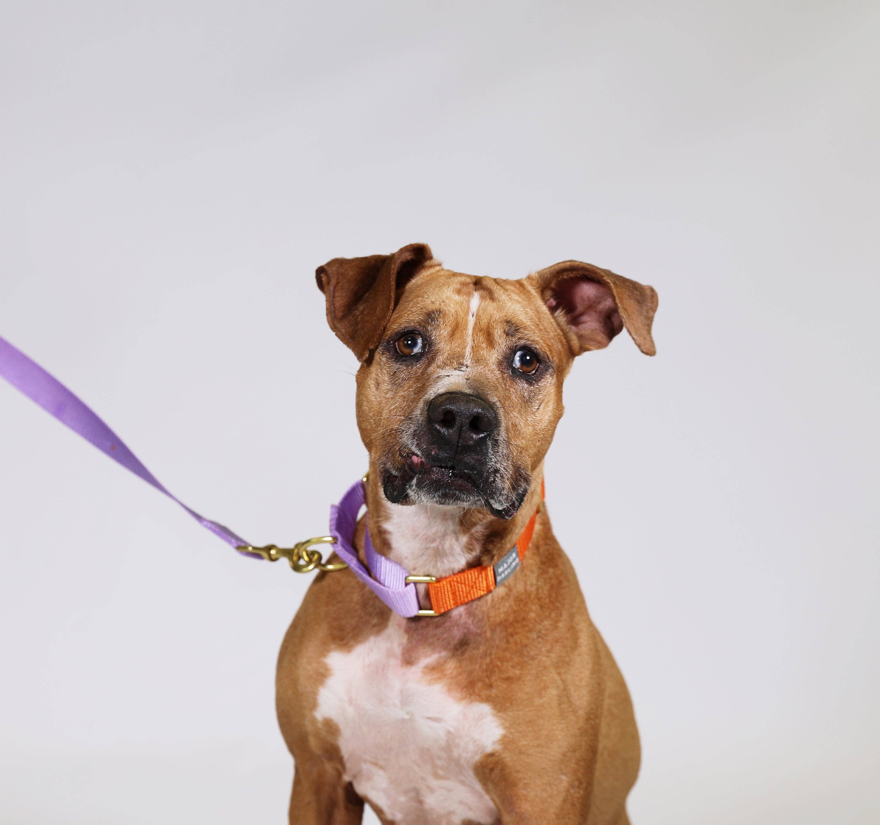 Martingale Collar / Orange + Lilac