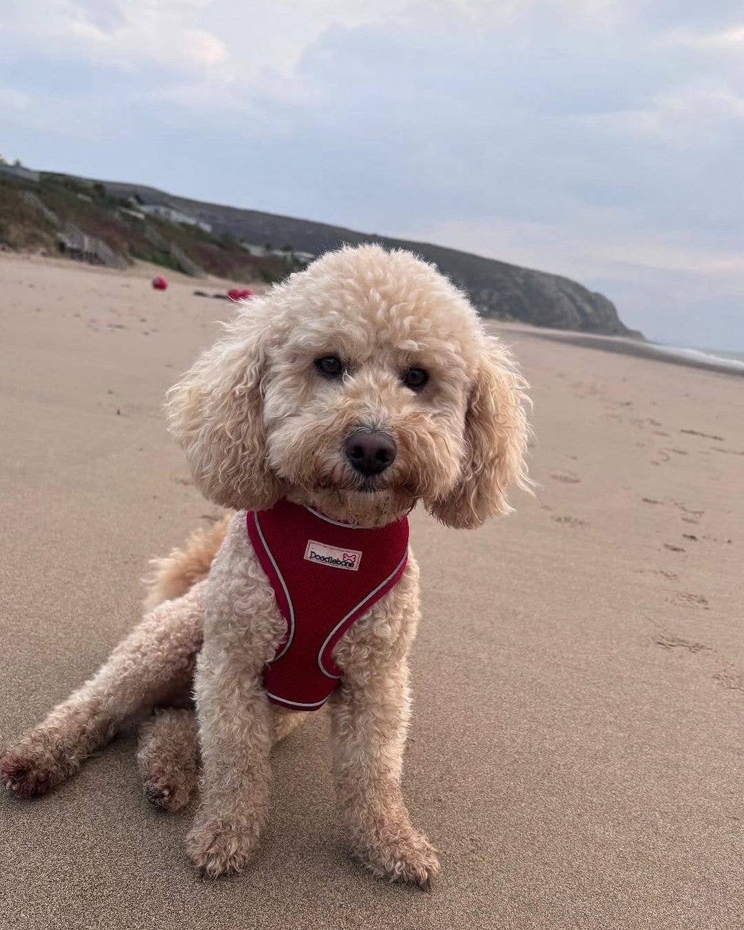 Airmesh Dog Harness